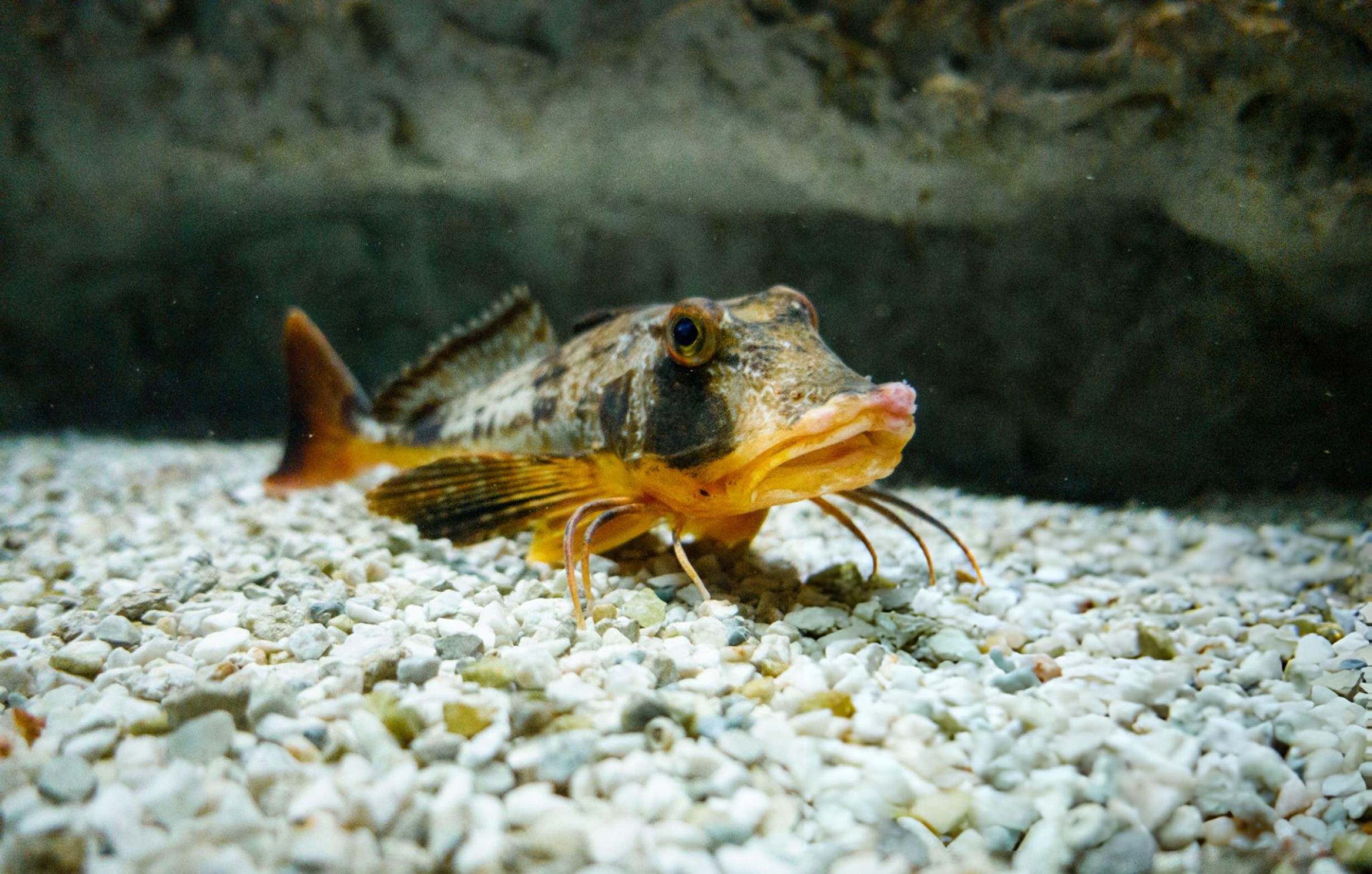 CretAquarium Near Heraklion